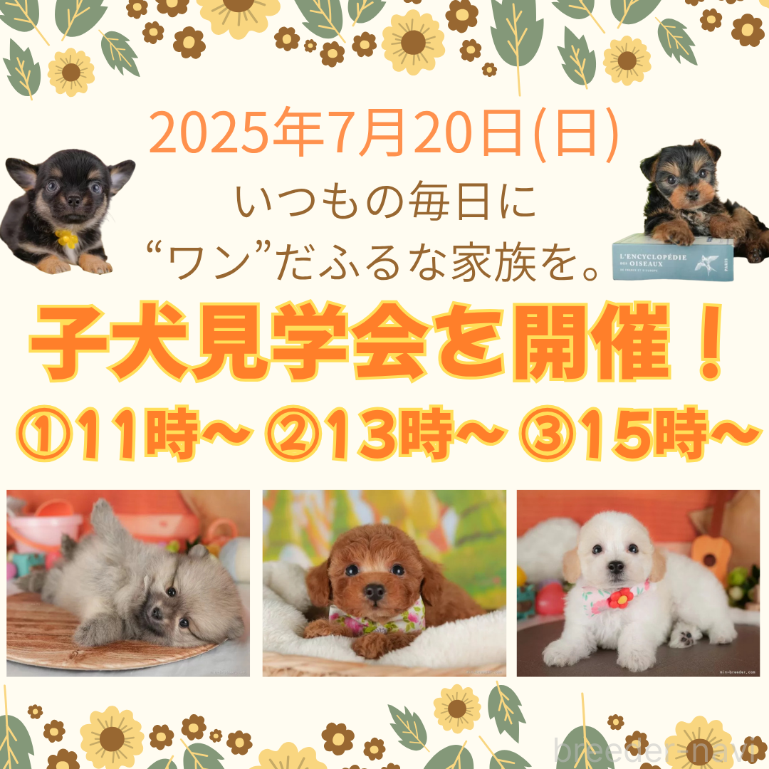 成約済の栃木県のマルプー:マルチーズ×トイプードル-395273の5枚目
